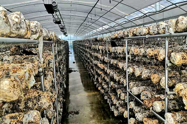 湖南新型蘑菇大棚厂家